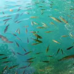 SUP(サップ)フィッシングに魚探は必要！その理由を徹底解説